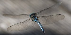dragonfly adaptive