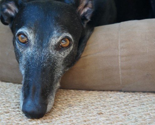 Thor Bones Greyhound Thor Bones Greyhound